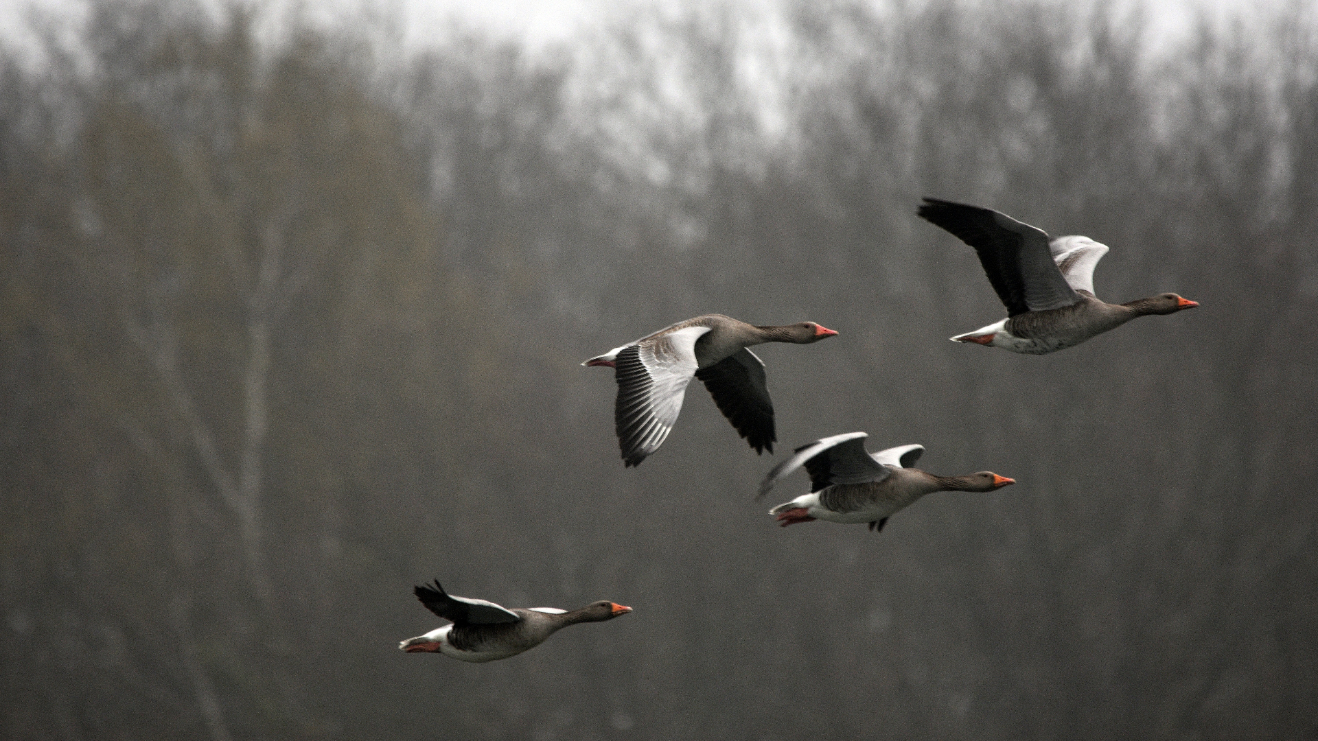Vogelgriep heerst al anderhalf jaar in Nederland.