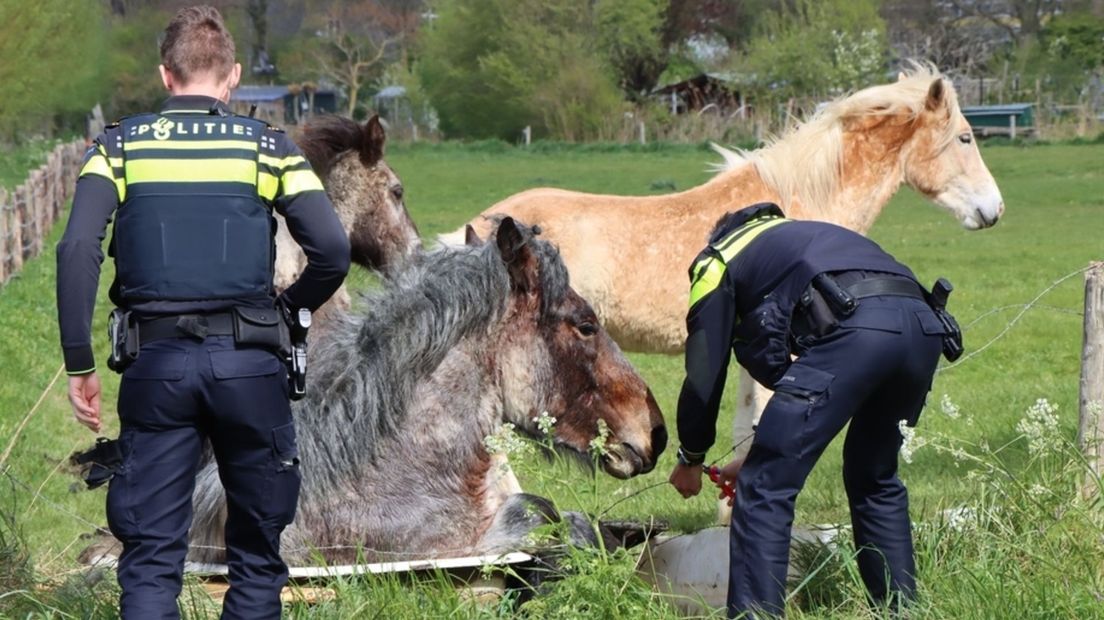 Brandweer haalt paard dat vastzit in badkuip uit benarde situatie