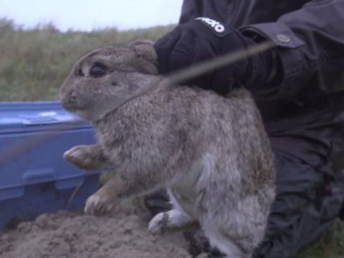 Een Rotterdamse konijn wordt uitgezet op Vlieland