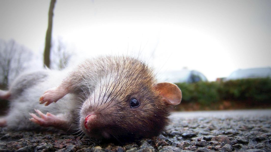 Deze rat veroorzaakt geen overlast meer