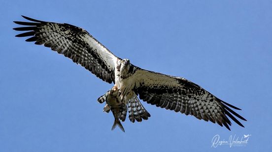 Zeldzame vogel cirkelt boven huis van Regina: 'Ontzettend bijzonder'
