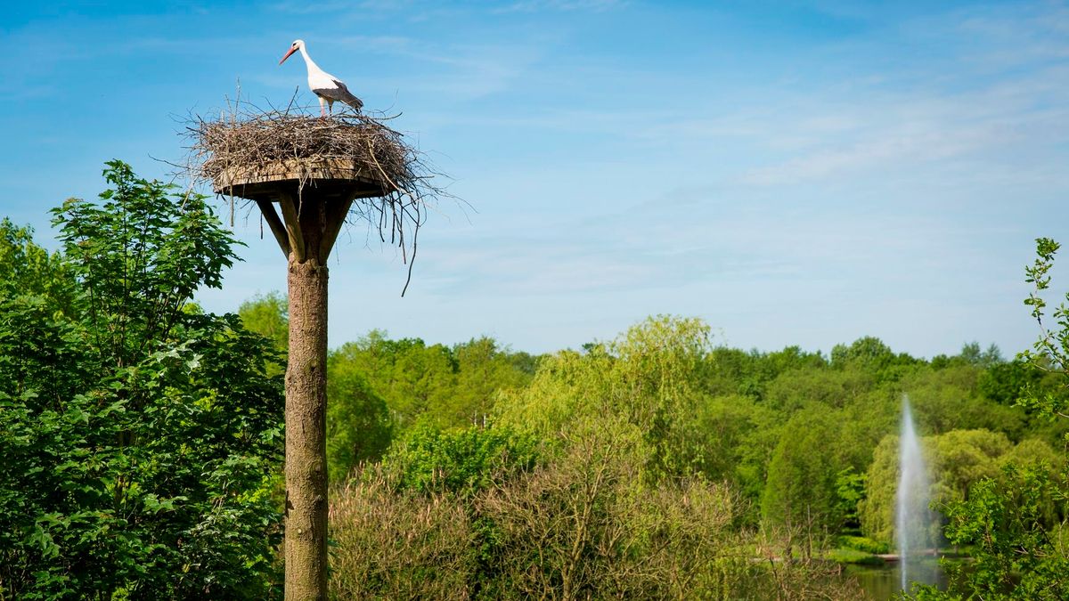 Bijzonder: Wilde ooievaars geboren in Arcen