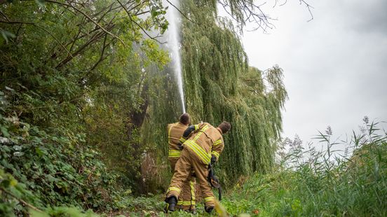 Eigenwijze papegaai dagenlang in boom, brandweer spuit hem er uiteindelijk uit