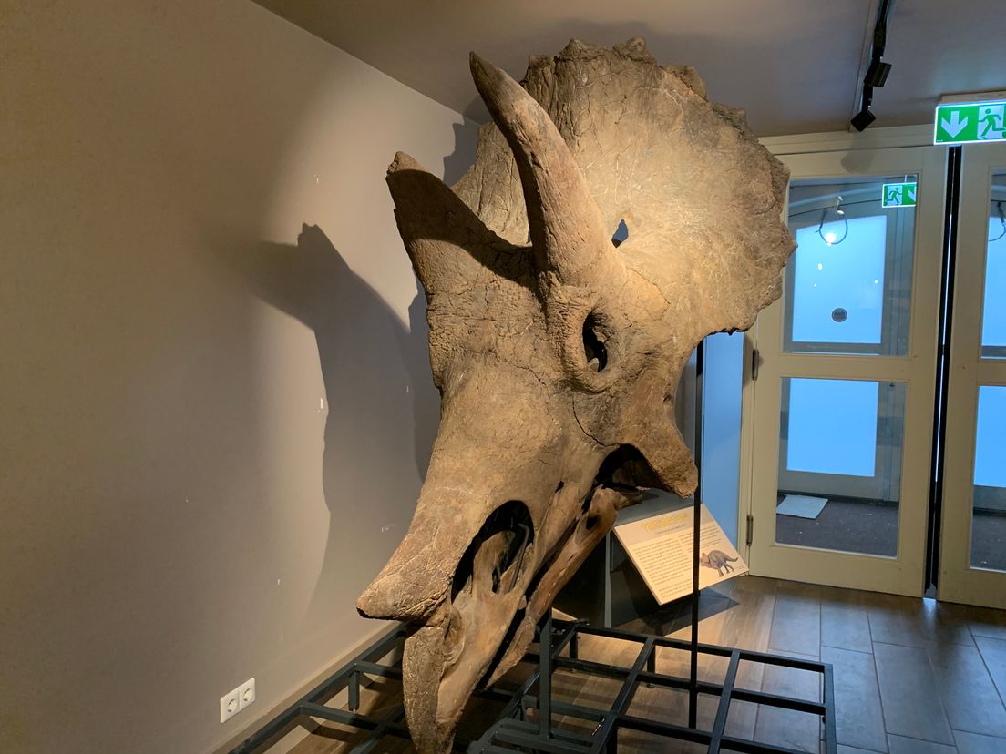 De Triceratops