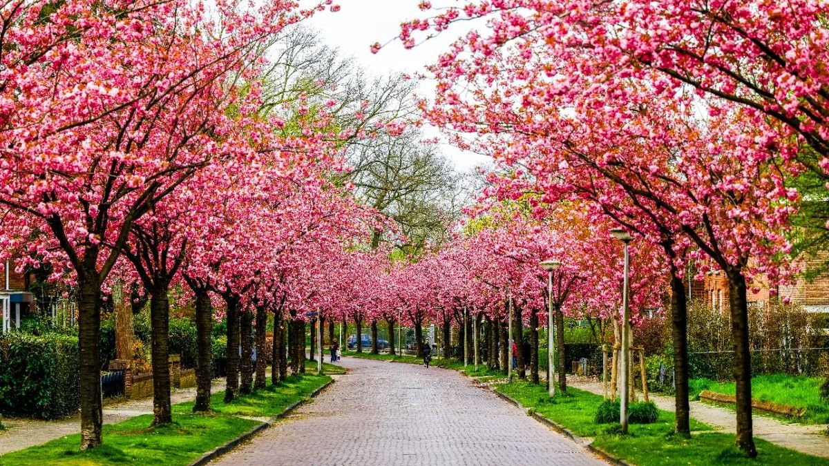 Roze bloesemtunnel grote publiekstrekker in Enschede