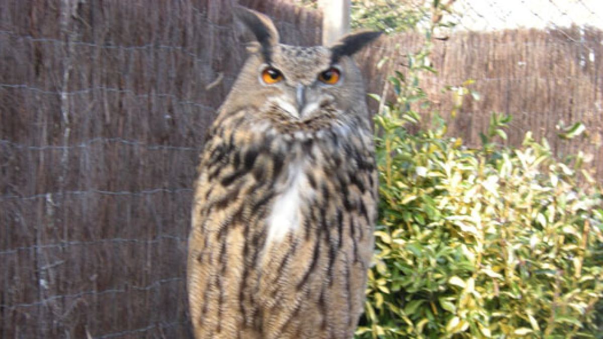 Oehoe buiten beeld webcam 'Beleef de Lente' Omroep Gelderland