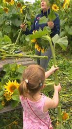 Zonnebloemen voor het goede doel