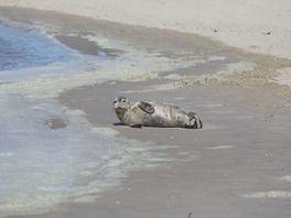Zeehond rust uit op strand Kijkduin en trekt veel bekijks: 'Het beest mankeerde helemaal niks'
