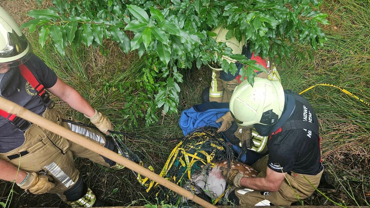 Damhert gered in Katlijk door brandweer, zat vast in afzetting