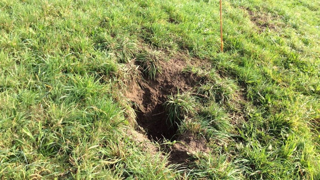 De dijken in het gebied van WDODelta zijn de afgelopen tijd vaak door muizen en honden beschadigd