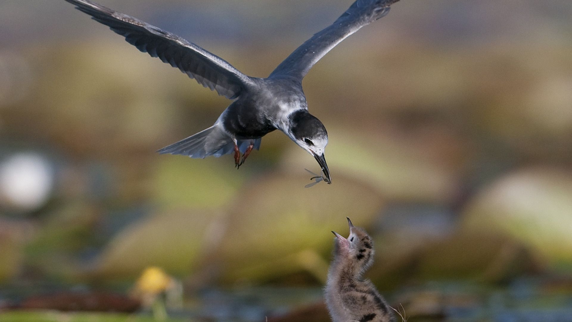 Blaustirns fierhinne ferdwûn út Iselmar en Waadsee: ûndersikers witte no wêrom