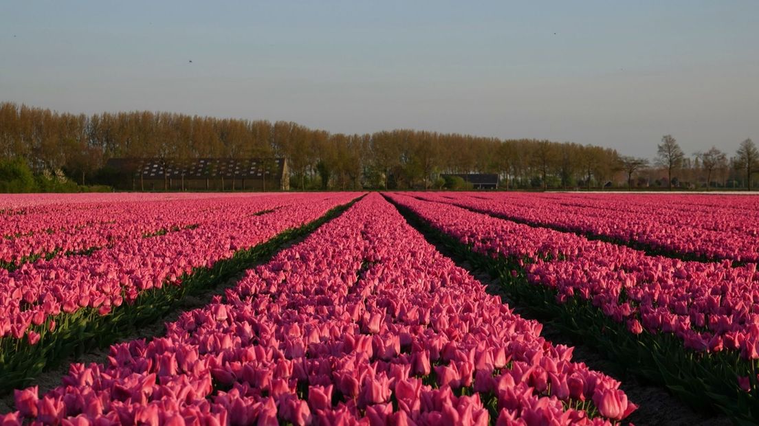 Arjan van Lomwel legde dit tulpenveld met roze bloemen vast