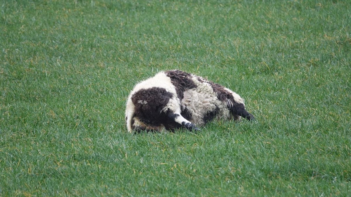 Weer wolf in het Vechtdal? Dode schapen in weiland Beerzerveld