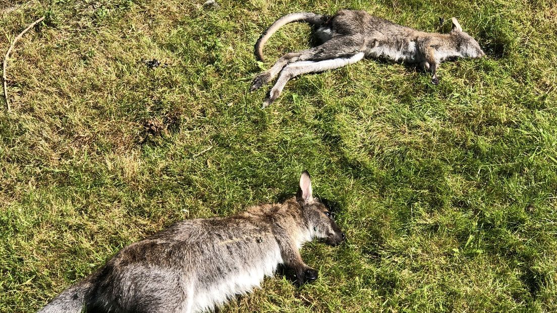 De doodgebeten kangoeroes