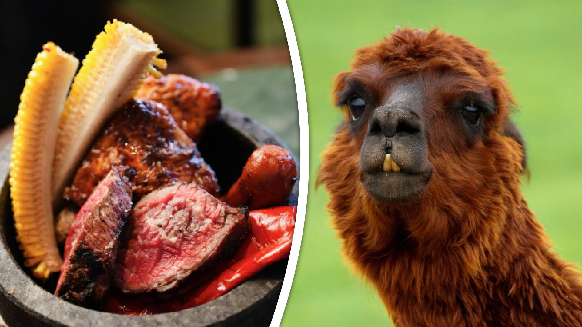 Lunchen tussen de alpaca's? De Partij voor de Dieren vindt er wat van.