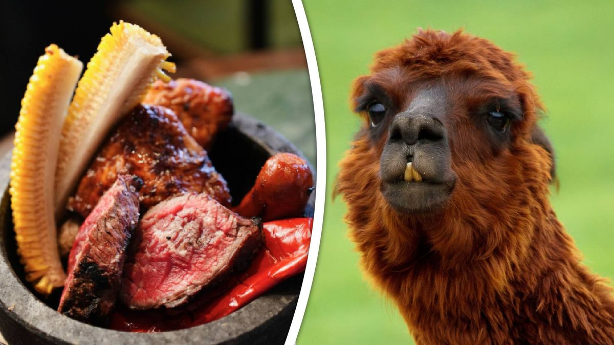 Partij voor de Dieren heeft kritiek op restaurant met alpaca's: 'Deze dieren zijn geen decorstuk'