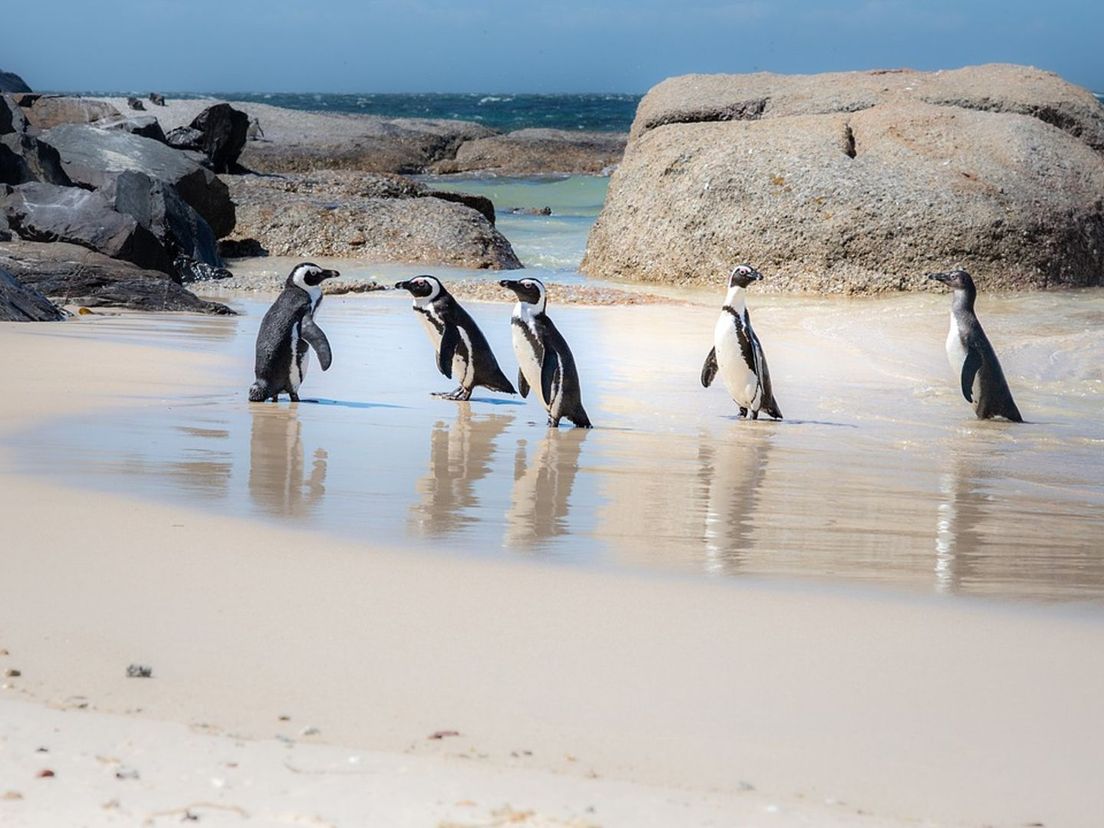 Ook de Afrikaanse pinguïns worden bedreigd