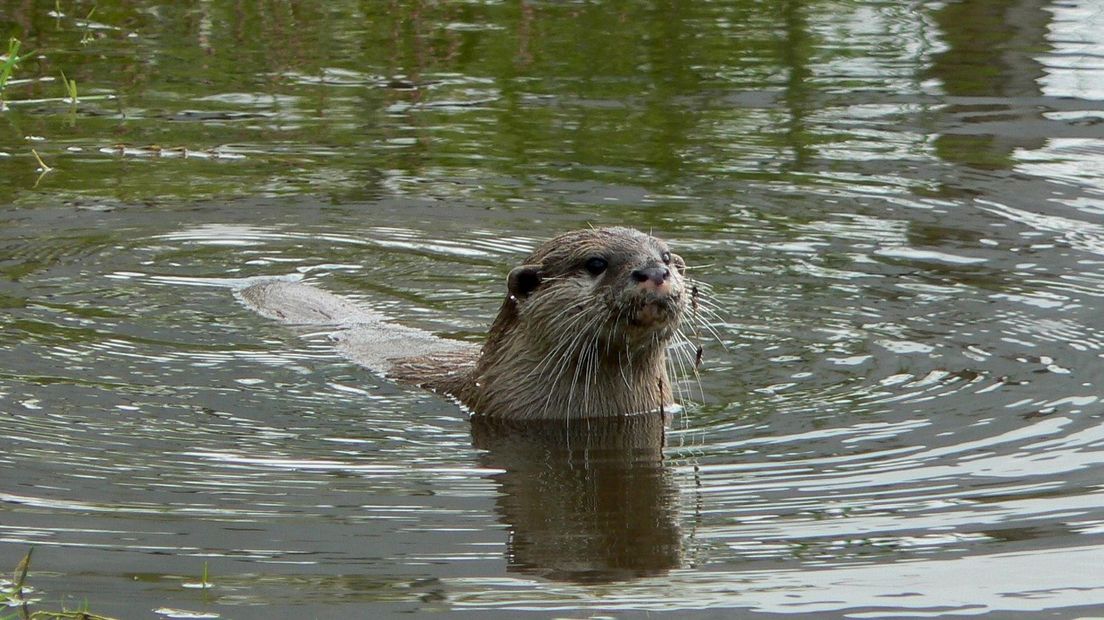 Aantal otters neemt toe, ook aantal otters dat omkomt in het verkeer