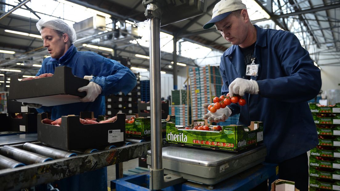 Arbeidsmigranten aan het werk in Poeldijk, foto ter illustratie