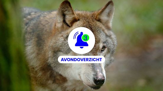 Wolf verandert Veluwe, Dolfinarium kijkt vooruit en ongelukken op 17 oktober