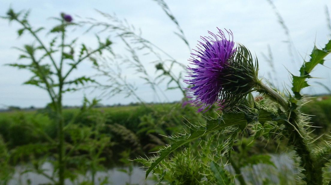 Distel