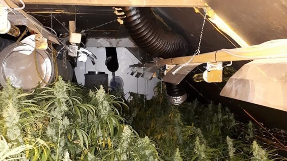 Politie ontdekt hennepkwekerij in Tholen
