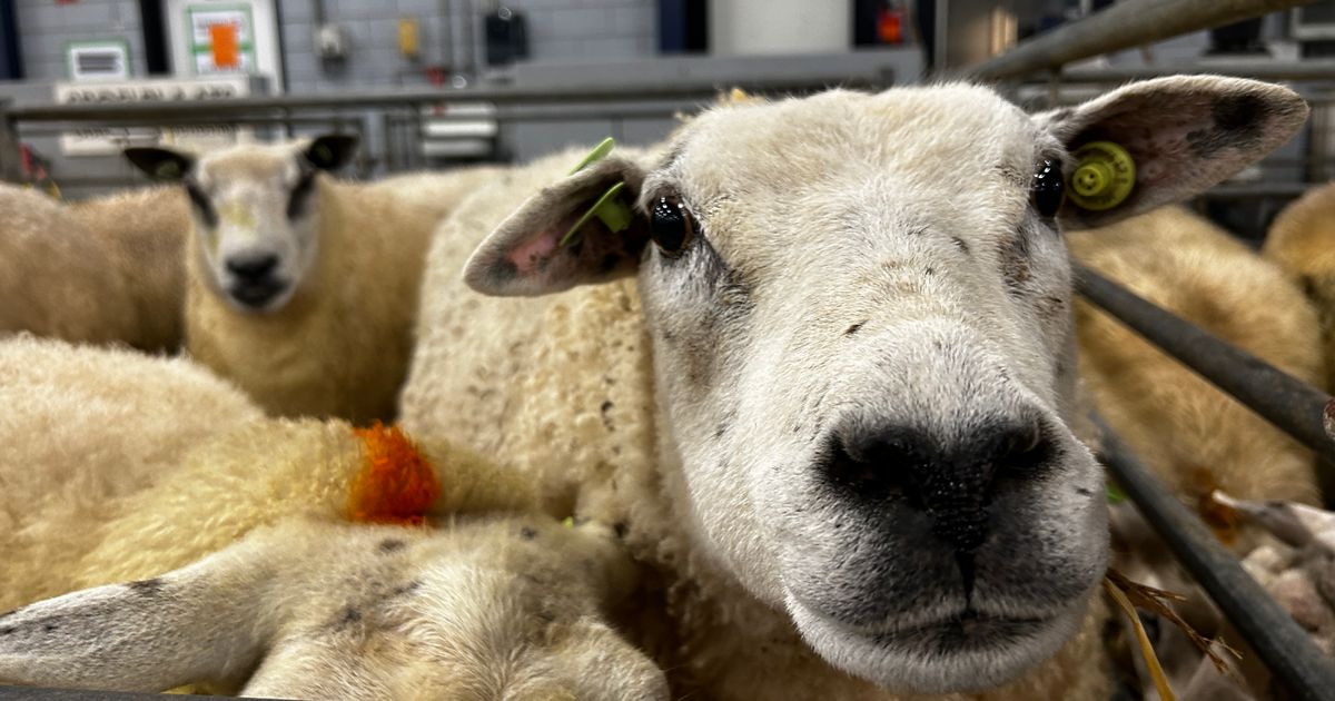 Regardless of vaccinations, the blue tongue reappears in Fryslân: the primary case in Appelscha