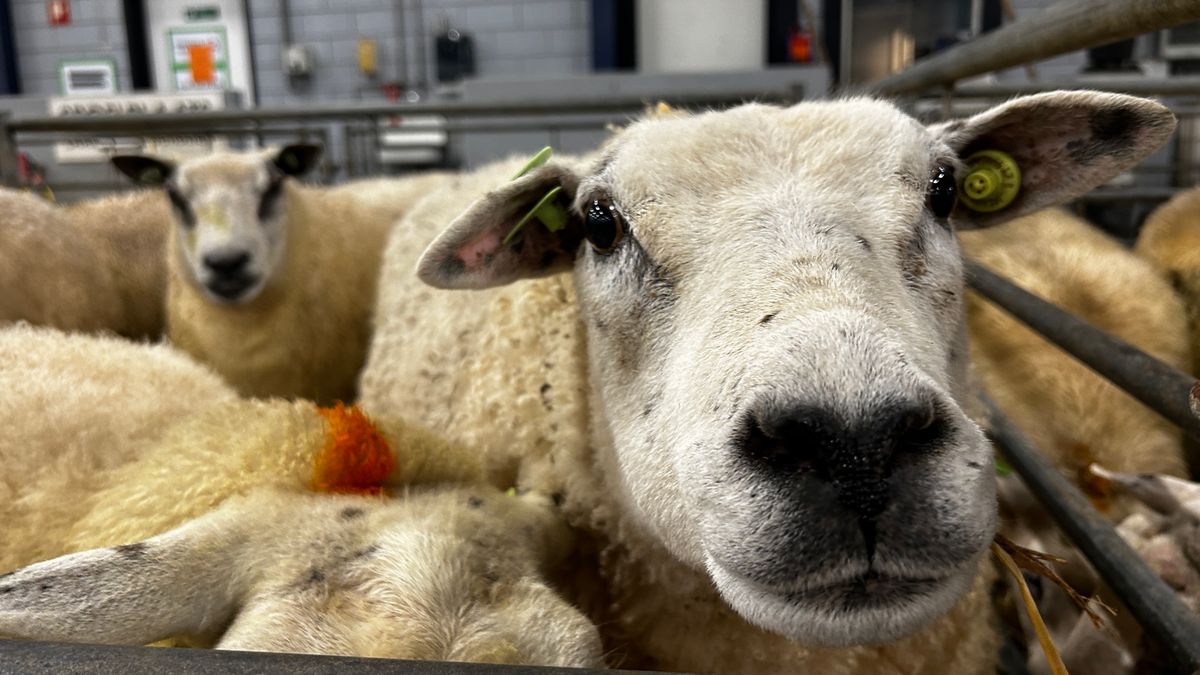 Blauwtongvirus verspreidt zich in Fryslân, ook melkveehouders zijn alert