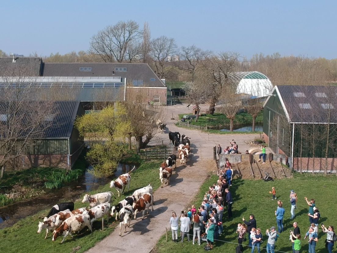 De koeien mogen weer de weide in.