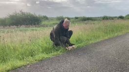 Jonge vos doodgereden in de Onlanden
