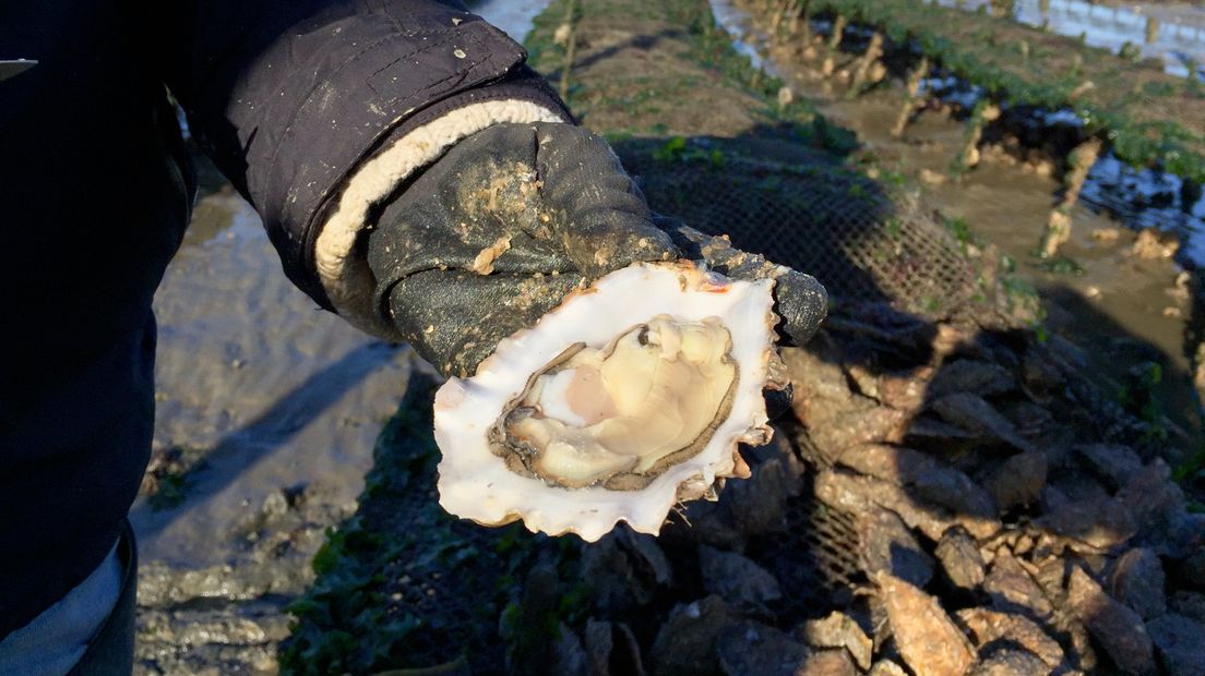 Eerste oogst van nieuwe anti-oesterboorder tafeloesters