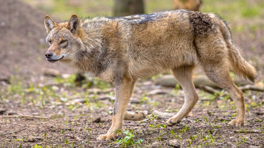 Wolven laten zich in de toekomst mogelijk weer vaker zien in Overijssel