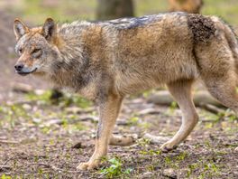 Vermoedens bevestigd door cijfers: wolf was afgelopen maanden regelmatig in Overijssel