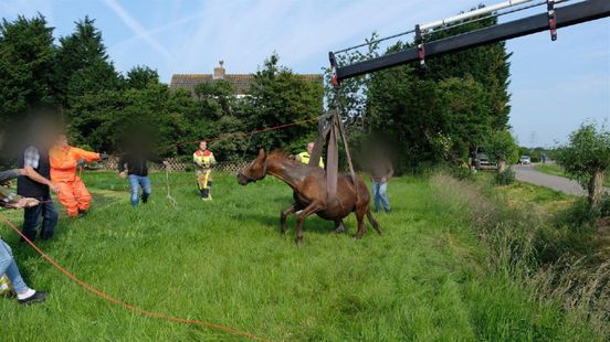 Paard gered uit sloot • ongeluk met meerdere gewonden. Paard gered uit sloot • ongeluk met meerdere gewonden.