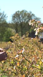 Blauwe bessen beschermen