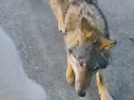 Snellere maatregelen mogelijk tegen wolf: 'Provincies kunnen afschotvergunning vast klaarleggen'