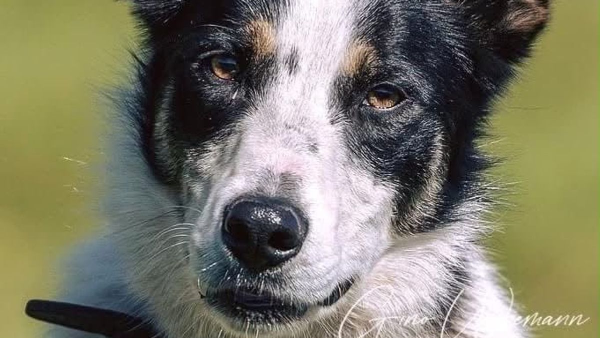 Bordercollie Sally uit Assen overlijdt tijdens NK