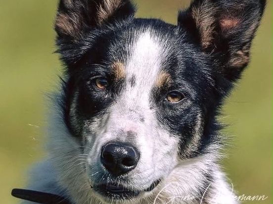 Bordercollie Sally uit Assen overlijdt tijdens NK