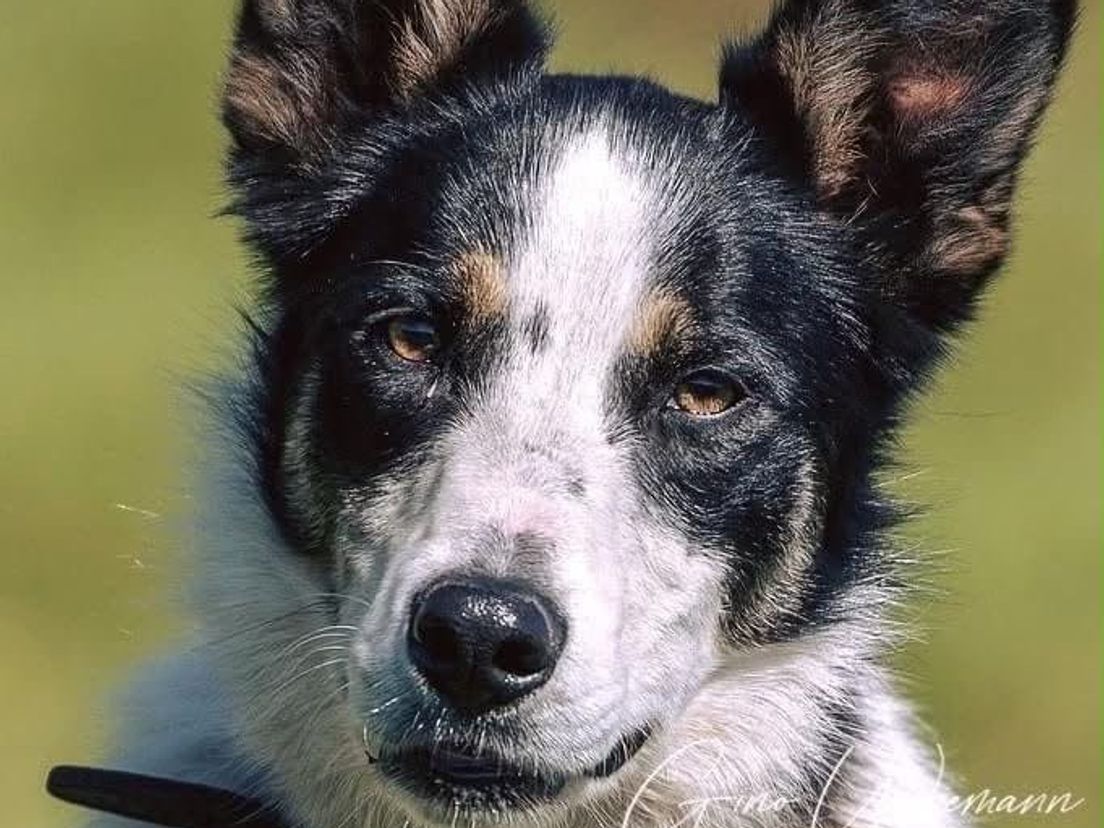Bordercollie Sally uit Assen overlijdt tijdens NK
