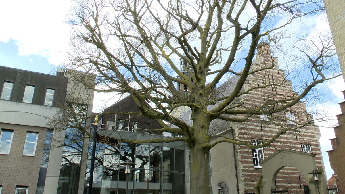 Boomchirurg kan oude inwoner van Hulst niet helpen