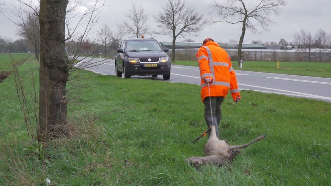 Wildbeheerder Leon Koppelman haalt een dode ree op