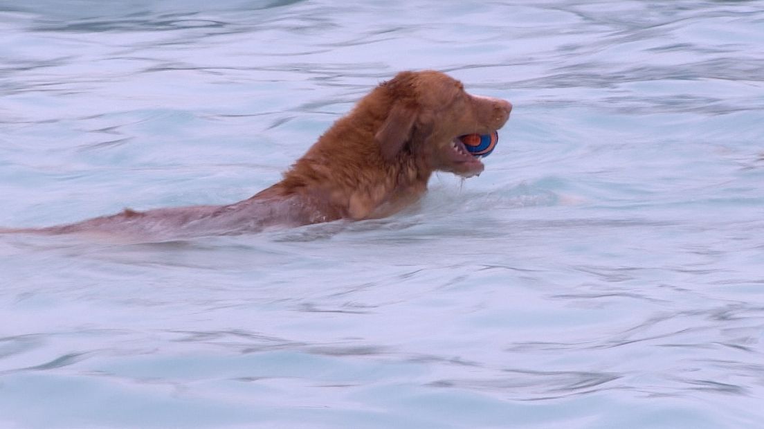 Een hond in het zwembad.