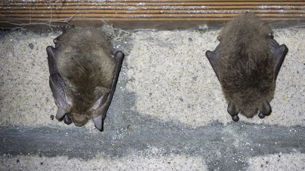 'Megablij, dit geeft moed': recordaantal vleermuizen in sommige Zeeuwse bunkers