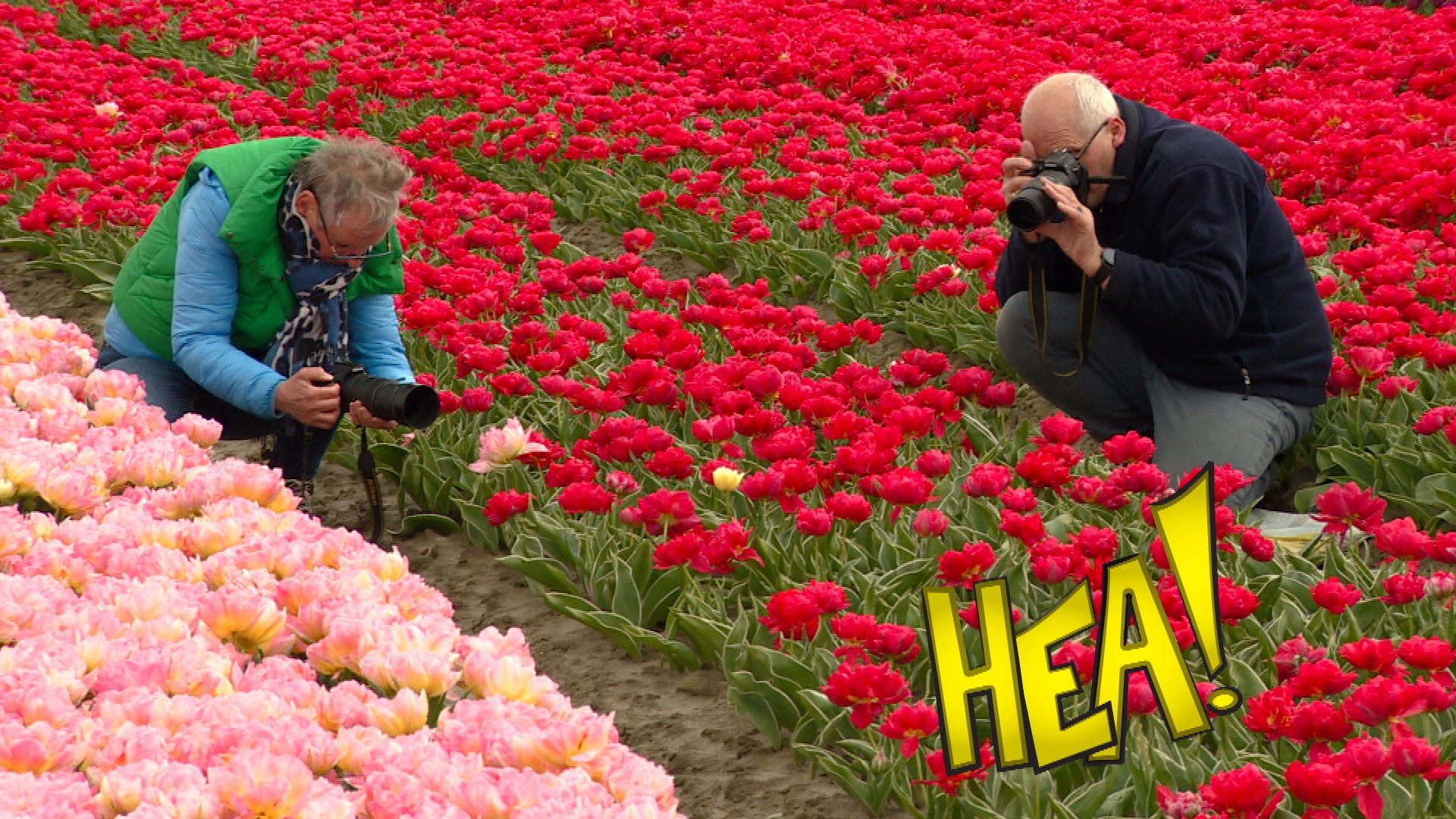HEA! Fotoleafde tusken de tulpen