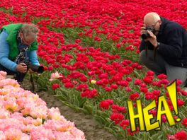 HEA! Fotoleafde tusken de tulpen