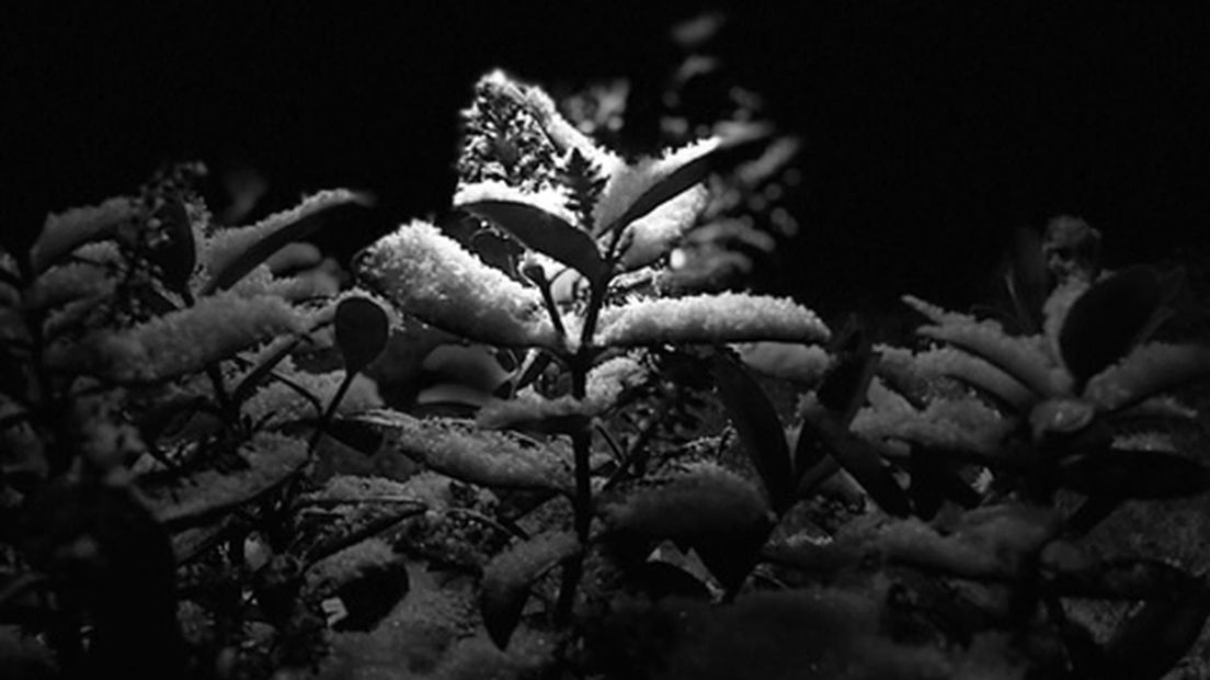 Een close-up van een ondergesneeuwde plant