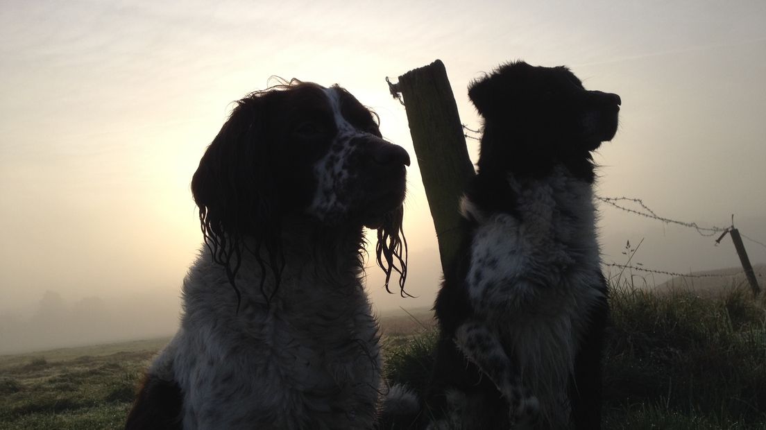 De mist wordt in Drenthe steeds dichter (Rechten: Jan Spackman)