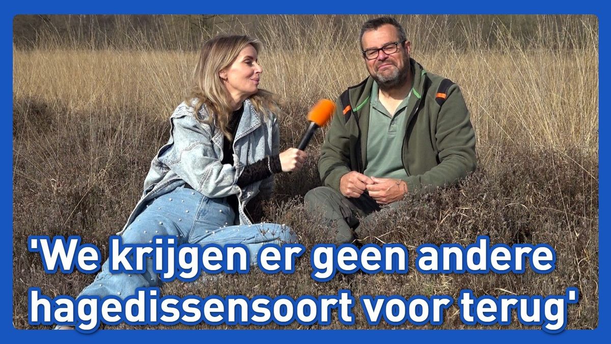 De levendbare hagedis heeft het steeds lastiger in Groningen