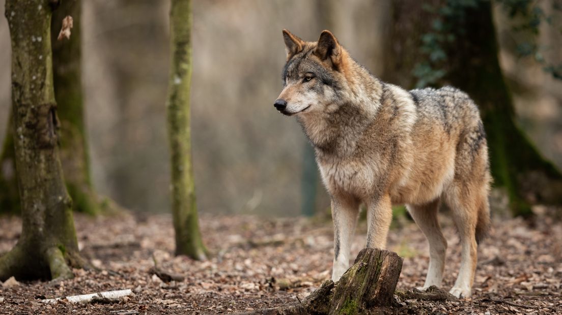 Afbeelding ter illustratie