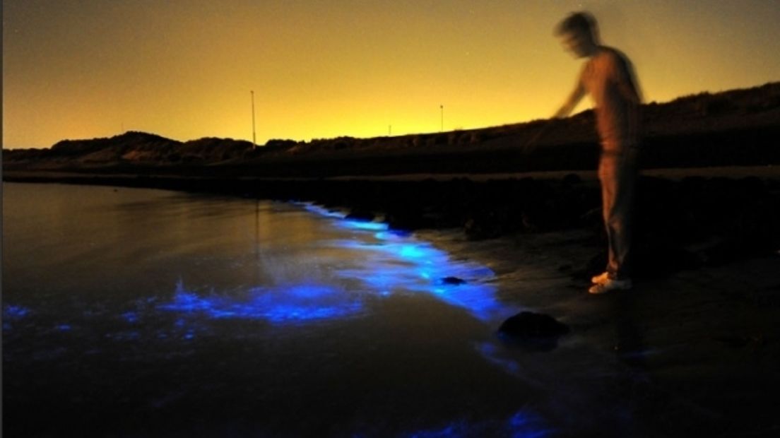 Zeevonk licht op bij Domburg